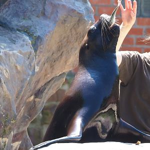 South American sea lion (Otaria flavescens) during show, 2023-05-19