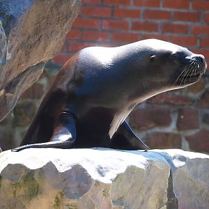 South American sea lion (Otaria flavescens) during show, 2023-05-19