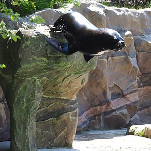 South American sea lion (Otaria flavescens) during show, 2023-05-19