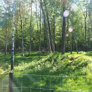 Polar bear exhibit - Forest area extension, 2023-05-19