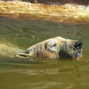Swimming Polar bear (Ursus maritimus), 2023-05-19