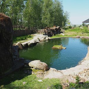 Humboldt penguin exhibit, 2023-05-19