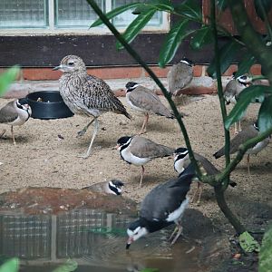 4 different species of Charadriiformes