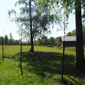 American Plains bison paddock, 2023-05-19