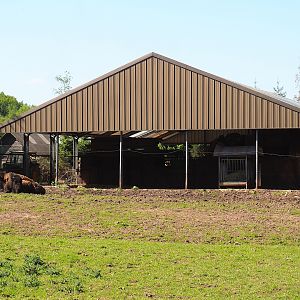 American Plains bison shelter and feeding area under storage barn roof, 2023-05-19