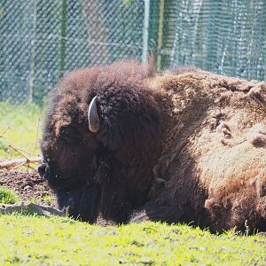 American Plains bison (Bison bison bison), 2023-05-19