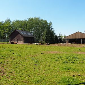 American Plains bison paddock, 2023-05-19