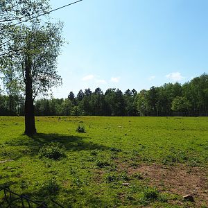 American Plains bison paddock, 2023-05-19