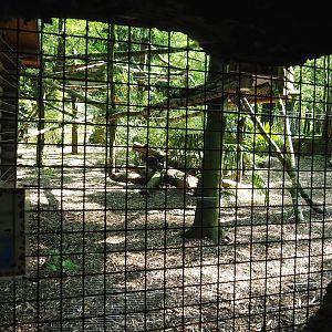 Binturong exhibit, 2023-05-19