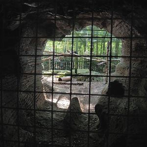 View into raccoon and skunk exhibit through den, 2023-05-19