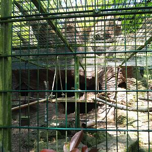 Raccoon and striped skunk exhibit, 2023-05-19