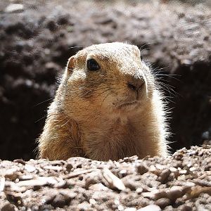 Black-tailed prairie dog (Cynomys ludovicianus), 2023-05-19