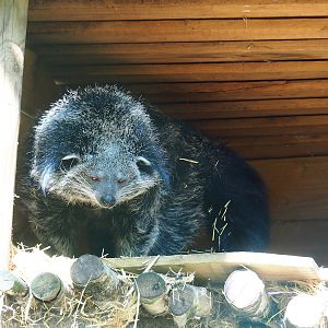 Binturong (Arctictis binturong), 2023-05-19