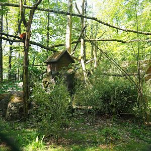 Red panda exhibit, 2023-05-19