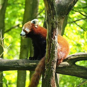Nepalese red panda (Ailurus fulgens), 2023-05-19