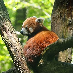 Nepalese red panda (Ailurus fulgens), 2023-05-19