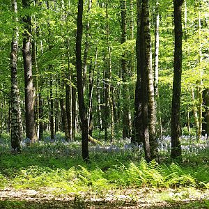Forest with bluebells on park grounds, 2023-05-19