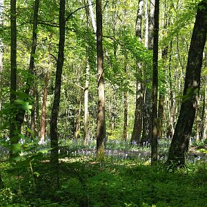 Forest with bluebells on park grounds, 2023-05-19