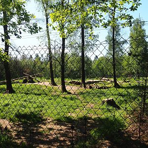 White wolf exhibit, 2023-05-19