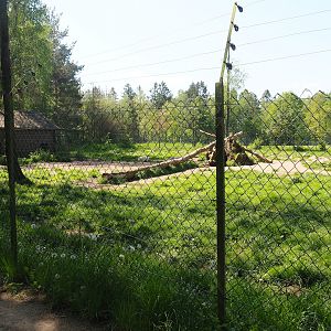 White wolf exhibit, 2023-05-19