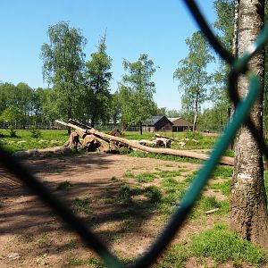 White wolf exhibit, 2023-05-19