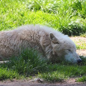 White wolf (Canis lupus), 2023-05-19