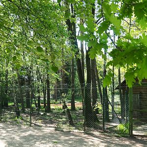 Asian small-clawed otter exhibit, 2023-05-19