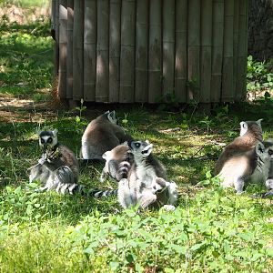 Ring-tailed lemurs (Lemur catta), 2023-05-19