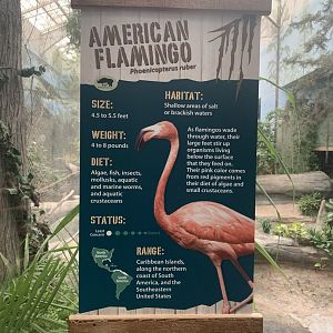 The Swamp - American flamingo signage