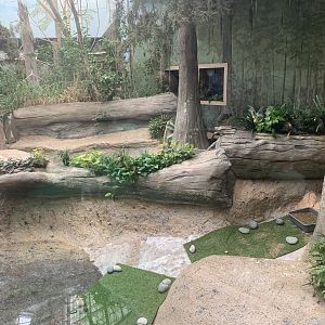 The Swamp - Rosybird pochard and American flamingo exhibit