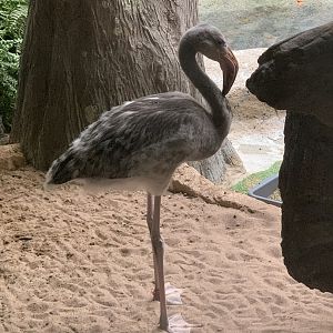 The Swamp - Juvenile American flamingo