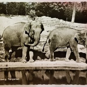 Asian elephants