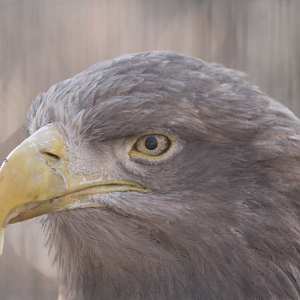 White-tailed Sea Eagle (Haliaeetus albicilla)