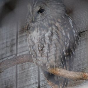 Tawny Owl (Strix aluco)