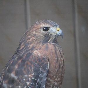 Red-shouldered Hawk (Buteo lineatus)
