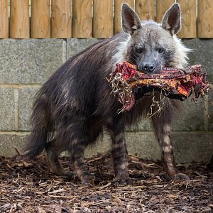 Brown Hyena (f) Shenzi / Hamerton / 13-9-23