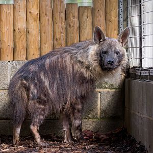Brown Hyena (f) Shenzi / Hamerton / 13-9-23