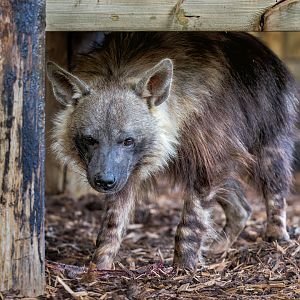 Brown Hyena (f) Shenzi / Hamerton / 13-9-23