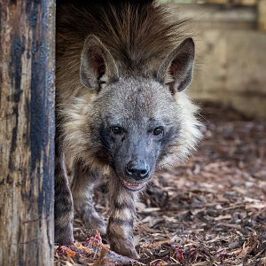 Brown Hyena (f) Shenzi / Hamerton / 13-9-23