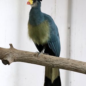 Great blue turaco
