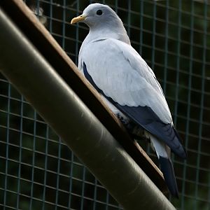 Torresian imperial-pigeon