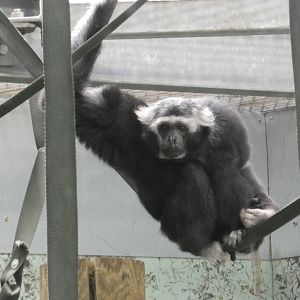 Pileated gibbon male