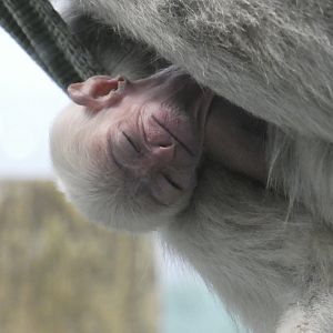 Pileated gibbon youngster
