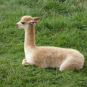 Vicuna