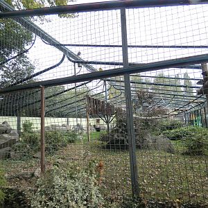 Colombian black spider monkey enclosure
