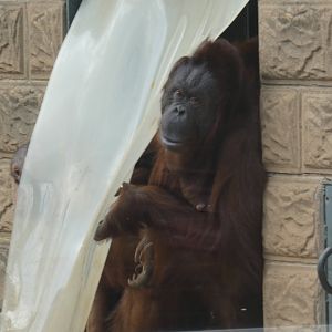 Bornean orangutan
