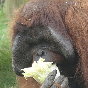 Bornean orangutan