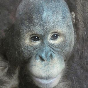 Bornean orangutan