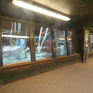 Male gorilla indoor enclosure viewing area