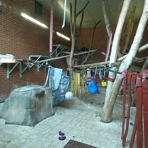 Male gorilla indoor enclosure